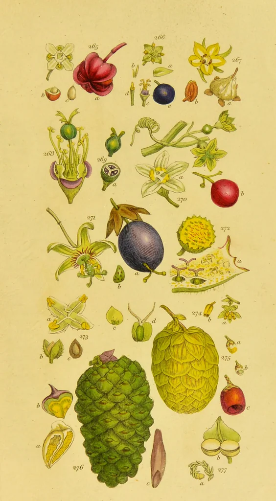 An illustration from A grammar of botany, illustrative of artificial, as well as natural, classification, with an explanation of Jussieu's system / by Sir James Edward Smith., 1821, leaf 283