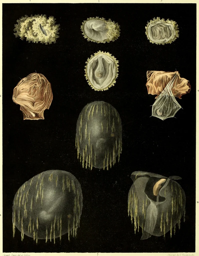 An illustration from Graphic illustrations of abortion and the diseases of menstruation. Consisting of twelve plates from drawings engraved on stone, and coloured by Mr. J. Perry, and two copperplates from the Philosophical transactions, coloured by the same artist. The whole representing forty-five specimens of aborted ova and adventitious productions of the uterus, with preliminary observations, explanations of the figures, and remarks, anatomical physiological / by A.B. Granville., 1834, leaf 48
