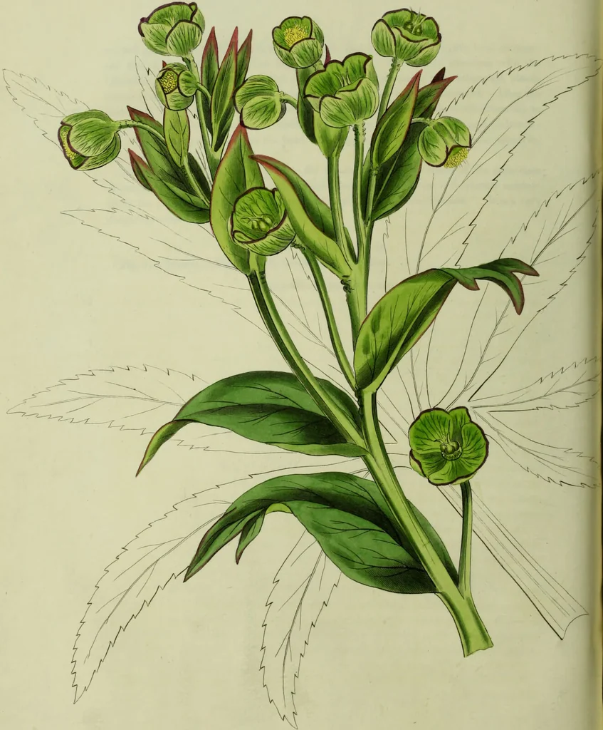 An illustration from Hortus medicus, or figures and descriptions of the more important plants used in medicine, or possessed of poisonous qualities; with their medical properties, chemical analysis, &c. &c. ... The chemical and medical departments by John Davie Morries / by George Graves., 1834, leaf 100