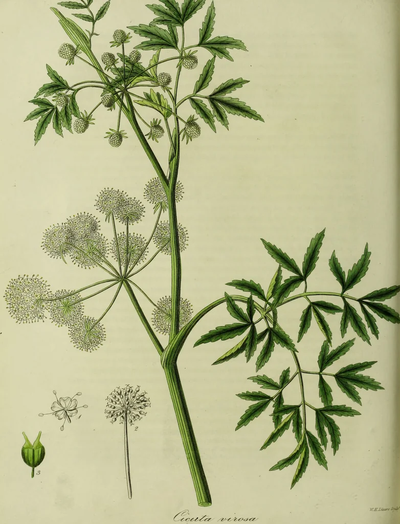 An illustration from Hortus medicus, or figures and descriptions of the more important plants used in medicine, or possessed of poisonous qualities; with their medical properties, chemical analysis, &c. &c. ... The chemical and medical departments by John Davie Morries / by George Graves., 1834, leaf 114