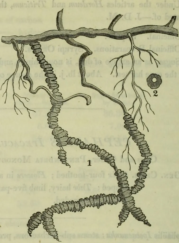 An illustration from Hortus medicus, or figures and descriptions of the more important plants used in medicine, or possessed of poisonous qualities; with their medical properties, chemical analysis, &c. &c. ... The chemical and medical departments by John Davie Morries / by George Graves., 1834, leaf 122