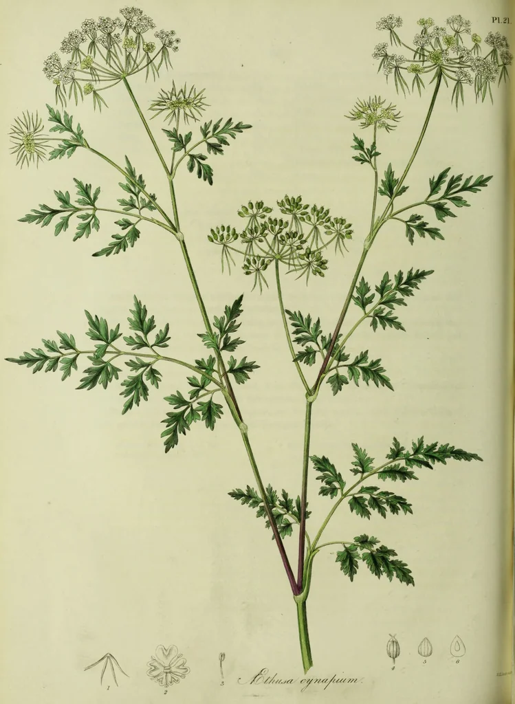 An illustration from Hortus medicus, or figures and descriptions of the more important plants used in medicine, or possessed of poisonous qualities; with their medical properties, chemical analysis, &c. &c. ... The chemical and medical departments by John Davie Morries / by George Graves., 1834, leaf 128