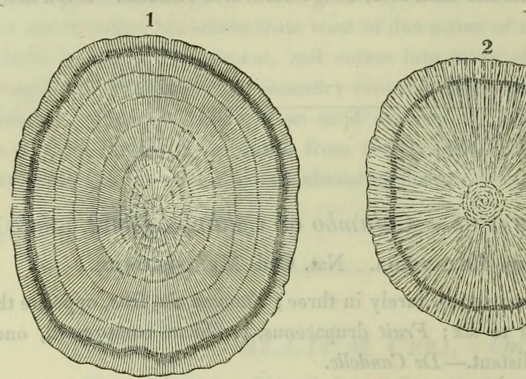 An illustration from Hortus medicus, or figures and descriptions of the more important plants used in medicine, or possessed of poisonous qualities; with their medical properties, chemical analysis, &c. &c. ... The chemical and medical departments by John Davie Morries / by George Graves., 1834, leaf 138