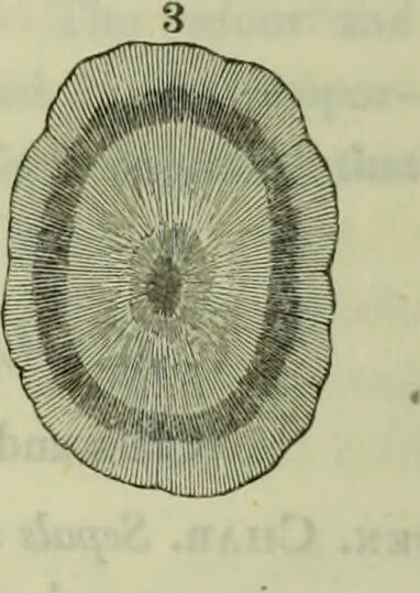 An illustration from Hortus medicus, or figures and descriptions of the more important plants used in medicine, or possessed of poisonous qualities; with their medical properties, chemical analysis, &c. &c. ... The chemical and medical departments by John Davie Morries / by George Graves., 1834, leaf 138