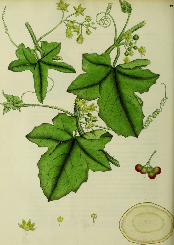An illustration from Hortus medicus, or figures and descriptions of the more important plants used in medicine, or possessed of poisonous qualities; with their medical properties, chemical analysis, &c. &c. ... The chemical and medical departments by John Davie Morries / by George Graves., 1834, leaf 140