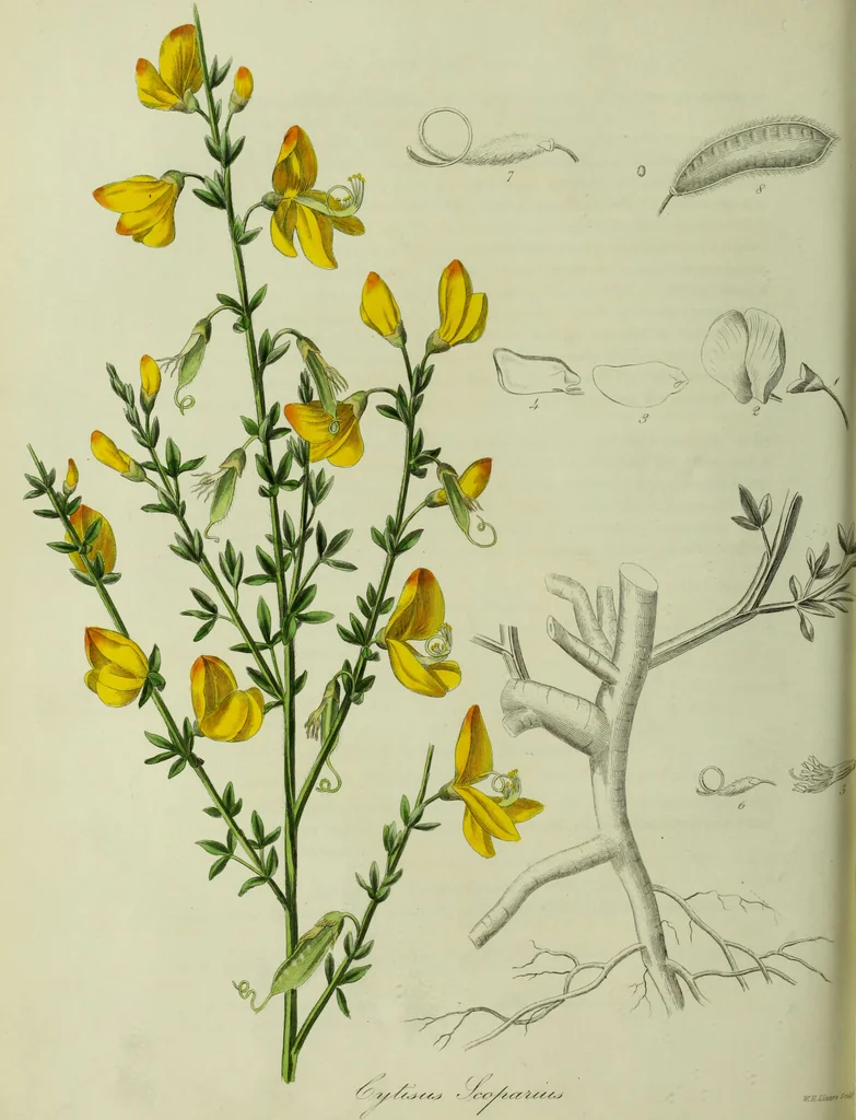 An illustration from Hortus medicus, or figures and descriptions of the more important plants used in medicine, or possessed of poisonous qualities; with their medical properties, chemical analysis, &c. &c. ... The chemical and medical departments by John Davie Morries / by George Graves., 1834, leaf 144