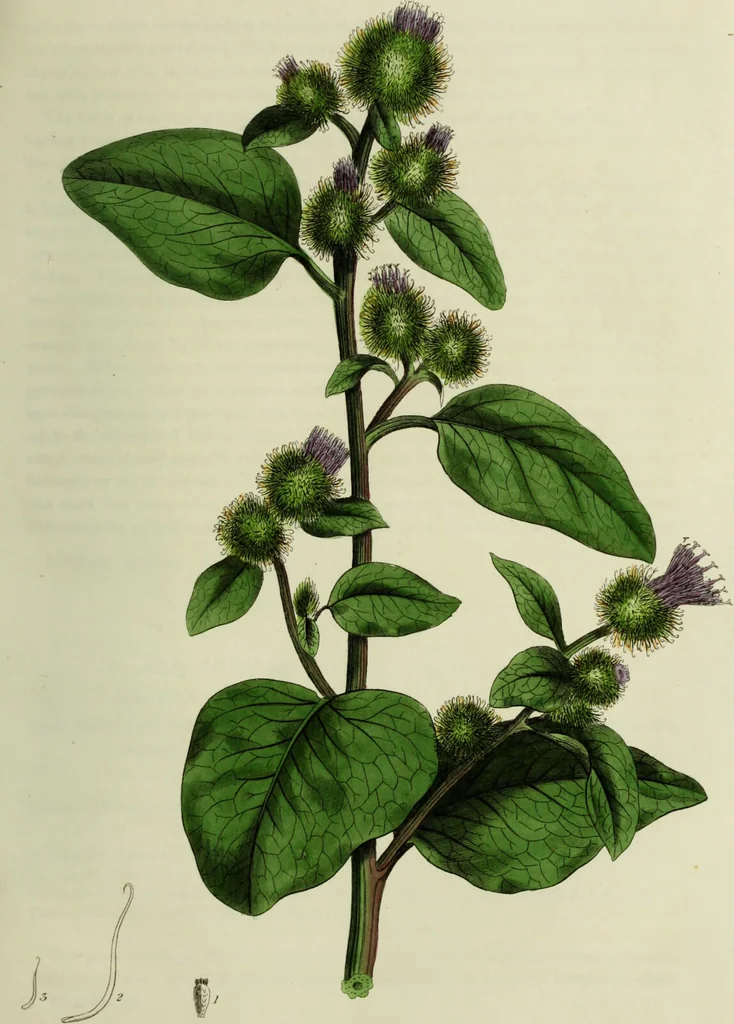 An illustration from Hortus medicus, or figures and descriptions of the more important plants used in medicine, or possessed of poisonous qualities; with their medical properties, chemical analysis, &c. &c. ... The chemical and medical departments by John Davie Morries / by George Graves., 1834, leaf 147