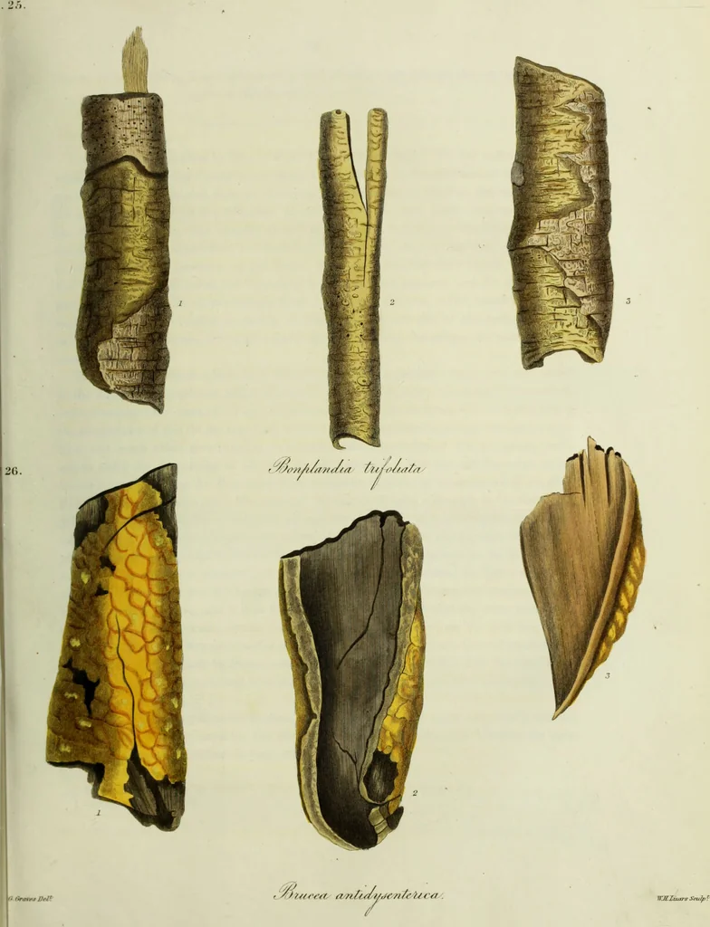 An illustration from Hortus medicus, or figures and descriptions of the more important plants used in medicine, or possessed of poisonous qualities; with their medical properties, chemical analysis, &c. &c. ... The chemical and medical departments by John Davie Morries / by George Graves., 1834, leaf 151