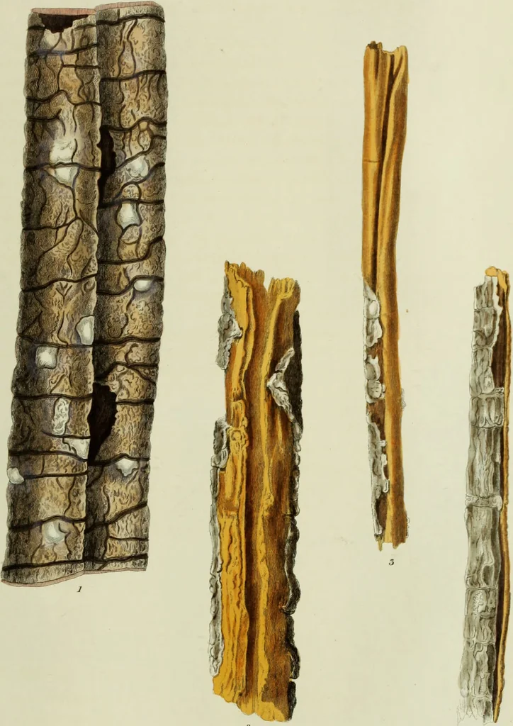 An illustration from Hortus medicus, or figures and descriptions of the more important plants used in medicine, or possessed of poisonous qualities; with their medical properties, chemical analysis, &c. &c. ... The chemical and medical departments by John Davie Morries / by George Graves., 1834, leaf 159