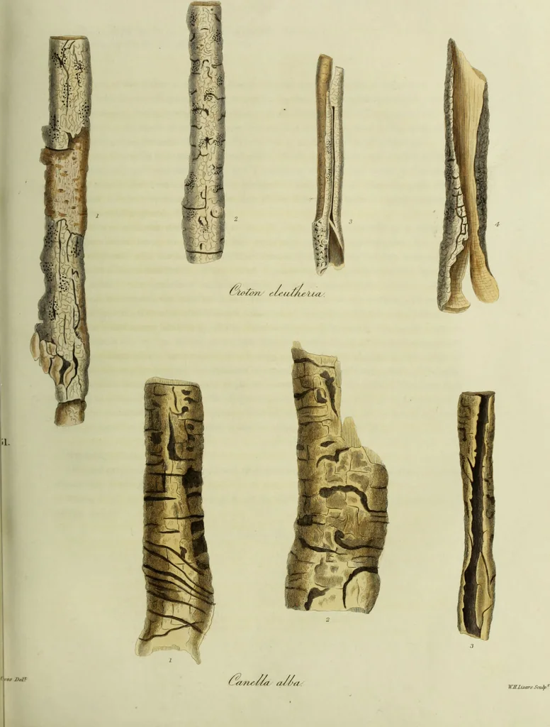 An illustration from Hortus medicus, or figures and descriptions of the more important plants used in medicine, or possessed of poisonous qualities; with their medical properties, chemical analysis, &c. &c. ... The chemical and medical departments by John Davie Morries / by George Graves., 1834, leaf 177