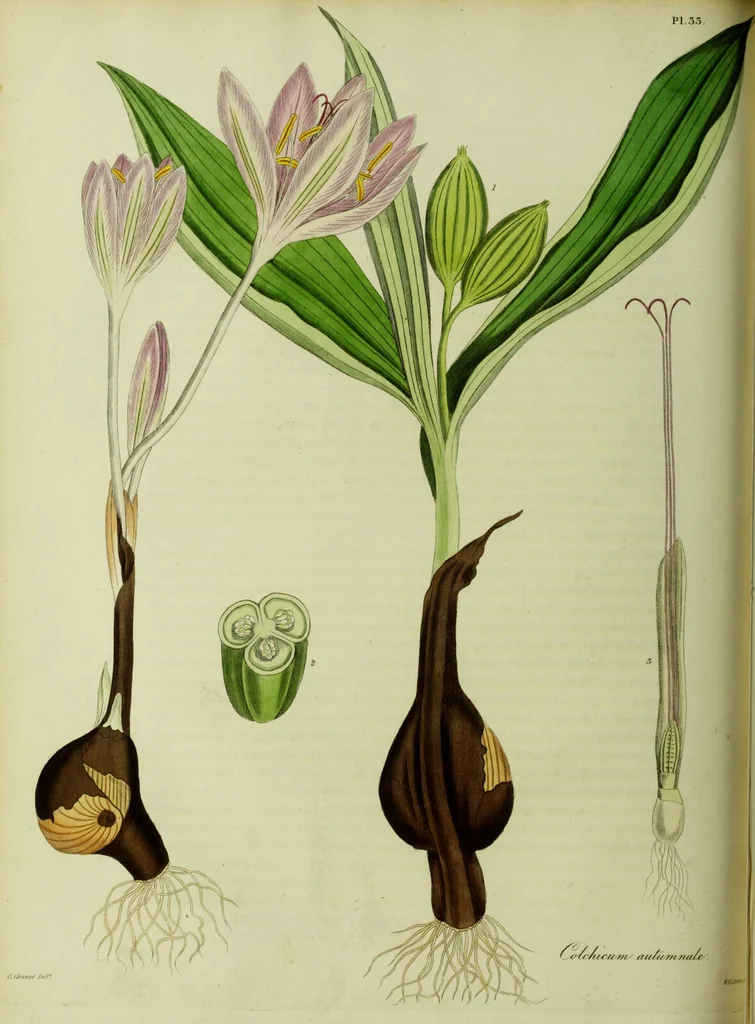 An illustration from Hortus medicus, or figures and descriptions of the more important plants used in medicine, or possessed of poisonous qualities; with their medical properties, chemical analysis, &c. &c. ... The chemical and medical departments by John Davie Morries / by George Graves., 1834, leaf 198