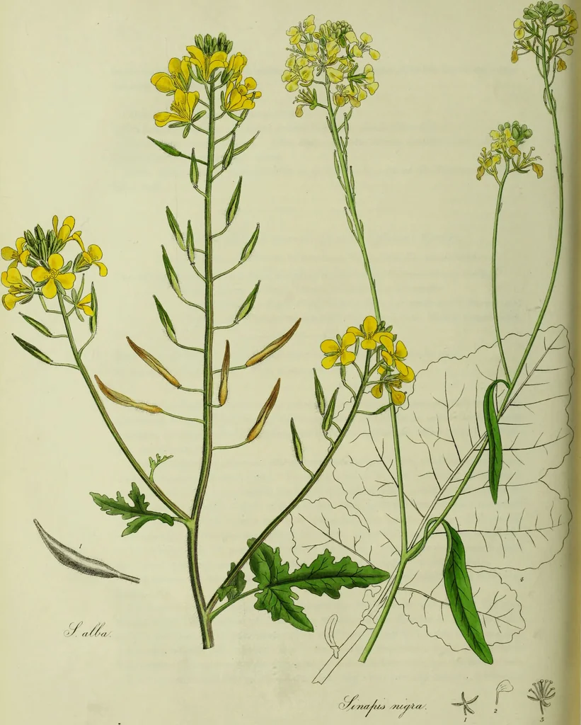 An illustration from Hortus medicus, or figures and descriptions of the more important plants used in medicine, or possessed of poisonous qualities; with their medical properties, chemical analysis, &c. &c. ... The chemical and medical departments by John Davie Morries / by George Graves., 1834, leaf 206