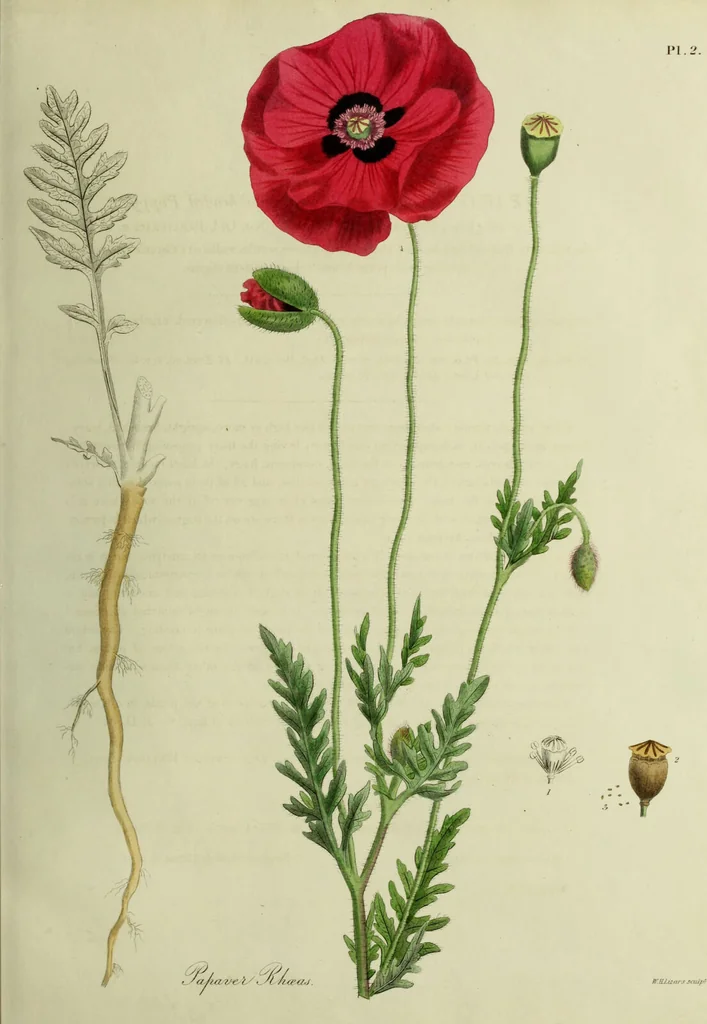 An illustration from Hortus medicus, or figures and descriptions of the more important plants used in medicine, or possessed of poisonous qualities; with their medical properties, chemical analysis, &c. &c. ... The chemical and medical departments by John Davie Morries / by George Graves., 1834, leaf 21