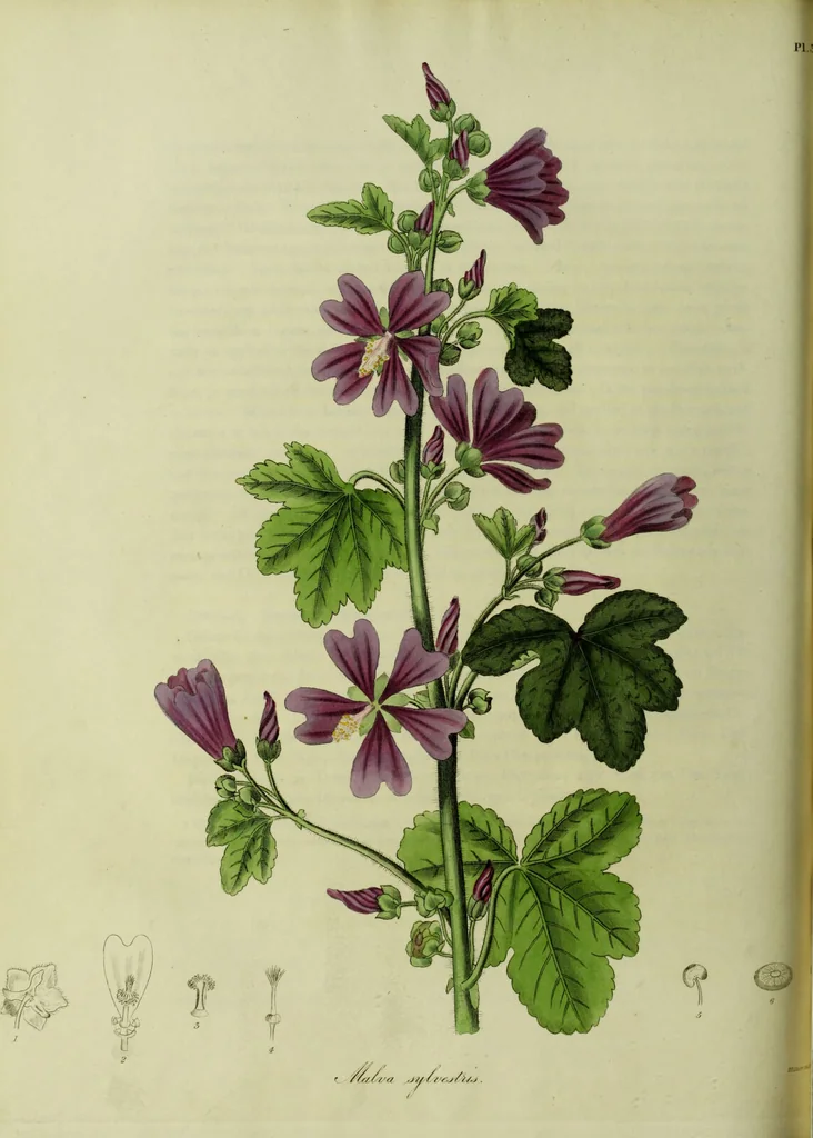 An illustration from Hortus medicus, or figures and descriptions of the more important plants used in medicine, or possessed of poisonous qualities; with their medical properties, chemical analysis, &c. &c. ... The chemical and medical departments by John Davie Morries / by George Graves., 1834, leaf 228