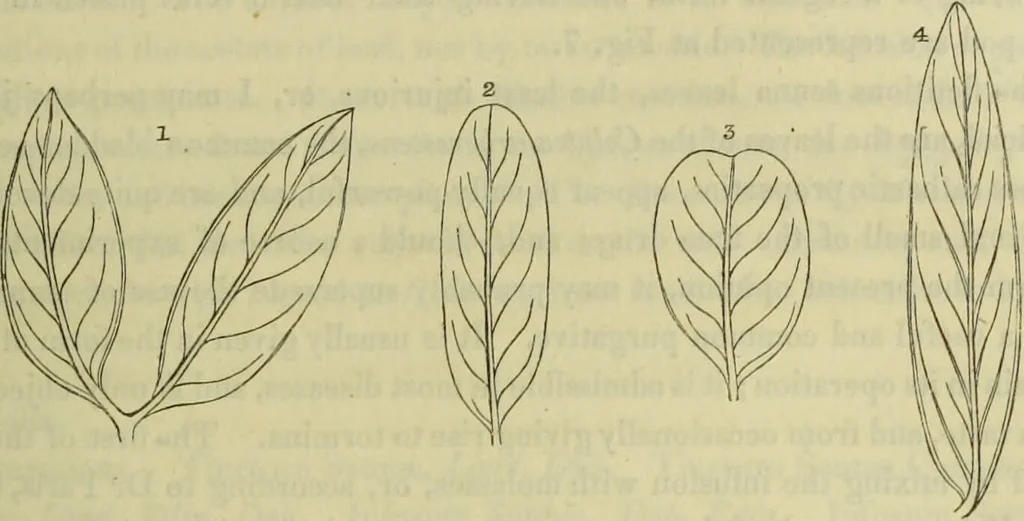 An illustration from Hortus medicus, or figures and descriptions of the more important plants used in medicine, or possessed of poisonous qualities; with their medical properties, chemical analysis, &c. &c. ... The chemical and medical departments by John Davie Morries / by George Graves., 1834, leaf 233
