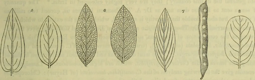 An illustration from Hortus medicus, or figures and descriptions of the more important plants used in medicine, or possessed of poisonous qualities; with their medical properties, chemical analysis, &c. &c. ... The chemical and medical departments by John Davie Morries / by George Graves., 1834, leaf 233
