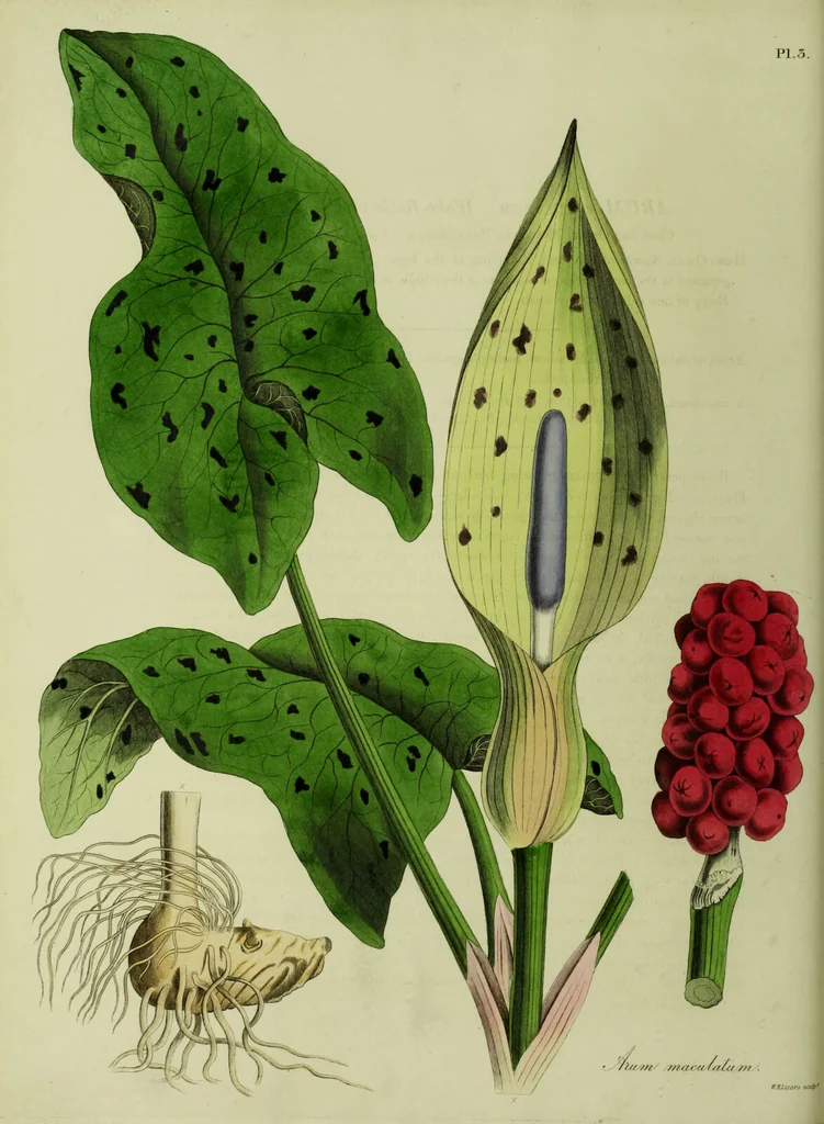 An illustration from Hortus medicus, or figures and descriptions of the more important plants used in medicine, or possessed of poisonous qualities; with their medical properties, chemical analysis, &c. &c. ... The chemical and medical departments by John Davie Morries / by George Graves., 1834, leaf 24