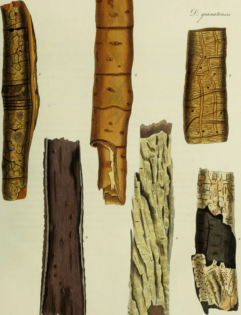An illustration from Hortus medicus, or figures and descriptions of the more important plants used in medicine, or possessed of poisonous qualities; with their medical properties, chemical analysis, &c. &c. ... The chemical and medical departments by John Davie Morries / by George Graves., 1834, leaf 279