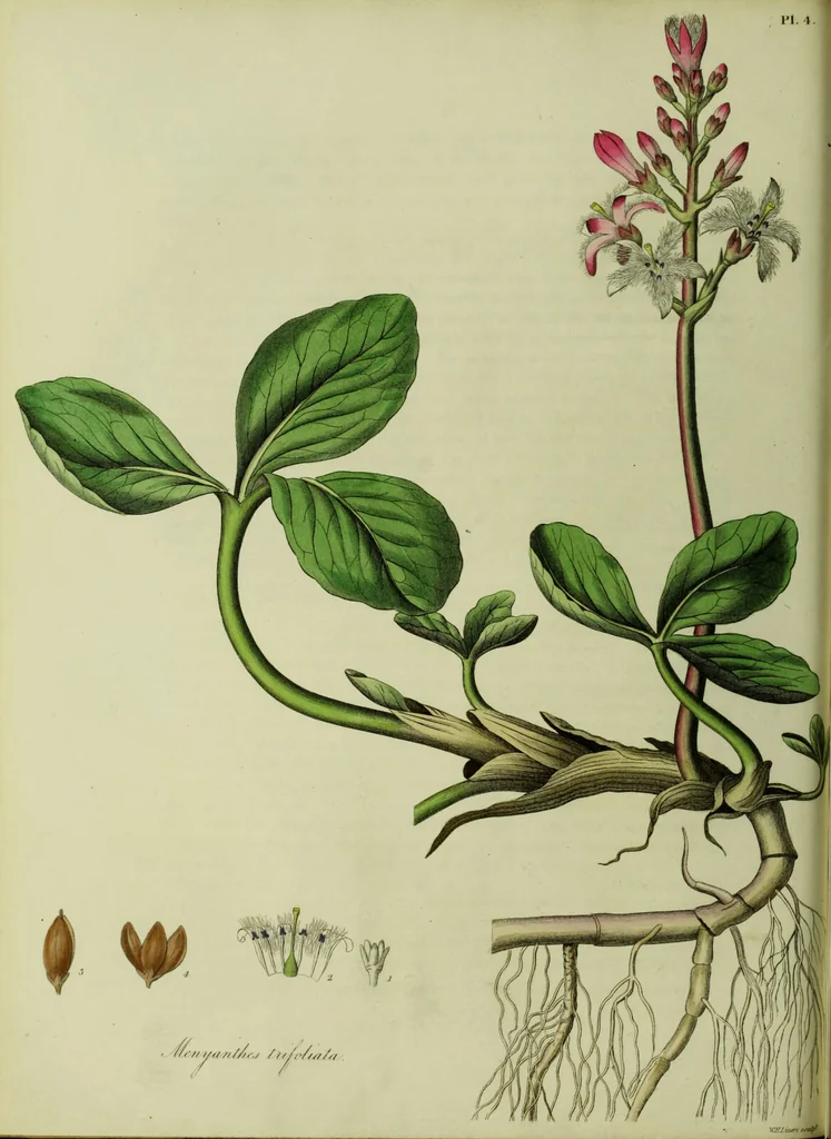 An illustration from Hortus medicus, or figures and descriptions of the more important plants used in medicine, or possessed of poisonous qualities; with their medical properties, chemical analysis, &c. &c. ... The chemical and medical departments by John Davie Morries / by George Graves., 1834, leaf 28