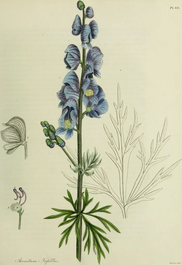 An illustration from Hortus medicus, or figures and descriptions of the more important plants used in medicine, or possessed of poisonous qualities; with their medical properties, chemical analysis, &c. &c. ... The chemical and medical departments by John Davie Morries / by George Graves., 1834, leaf 283