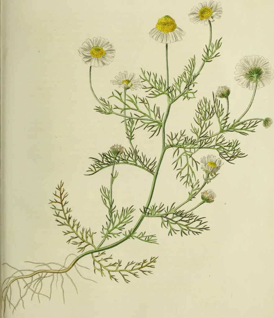 An illustration from Hortus medicus, or figures and descriptions of the more important plants used in medicine, or possessed of poisonous qualities; with their medical properties, chemical analysis, &c. &c. ... The chemical and medical departments by John Davie Morries / by George Graves., 1834, leaf 305