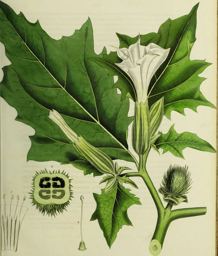 An illustration from Hortus medicus, or figures and descriptions of the more important plants used in medicine, or possessed of poisonous qualities; with their medical properties, chemical analysis, &c. &c. ... The chemical and medical departments by John Davie Morries / by George Graves., 1834, leaf 31
