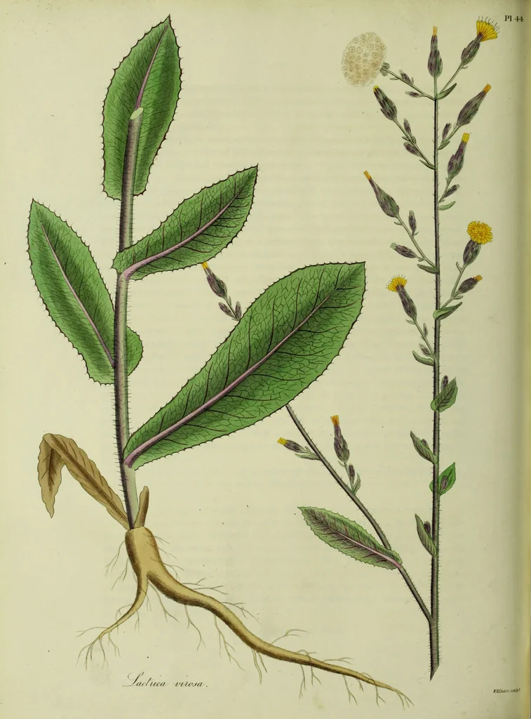 An illustration from Hortus medicus, or figures and descriptions of the more important plants used in medicine, or possessed of poisonous qualities; with their medical properties, chemical analysis, &c. &c. ... The chemical and medical departments by John Davie Morries / by George Graves., 1834, leaf 346