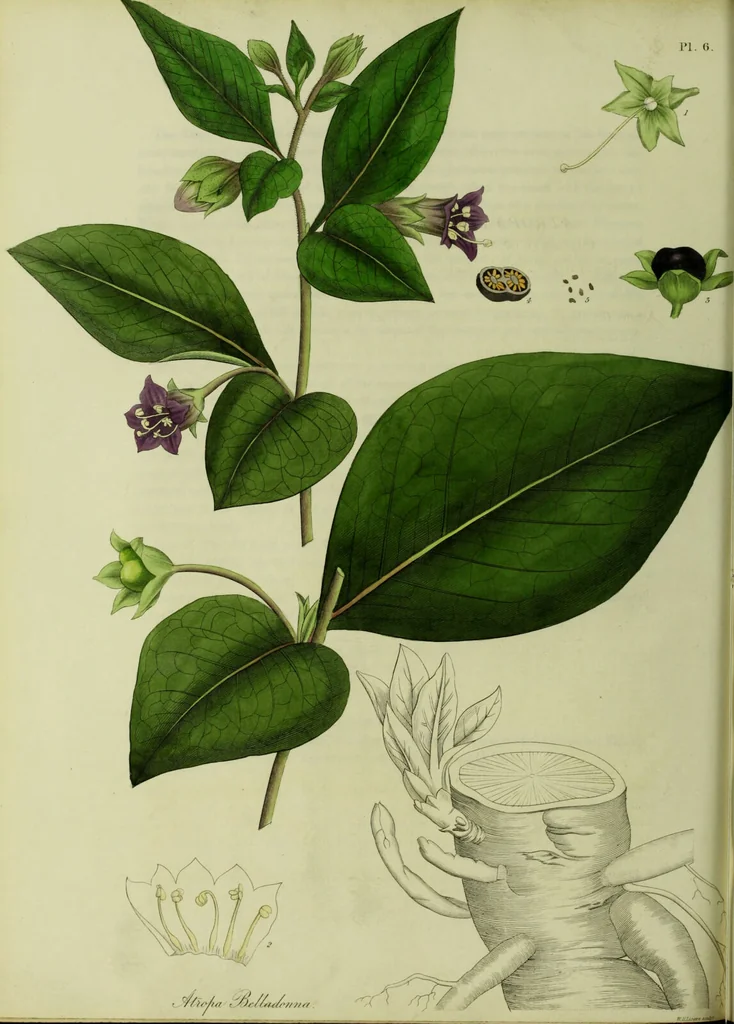 An illustration from Hortus medicus, or figures and descriptions of the more important plants used in medicine, or possessed of poisonous qualities; with their medical properties, chemical analysis, &c. &c. ... The chemical and medical departments by John Davie Morries / by George Graves., 1834, leaf 36