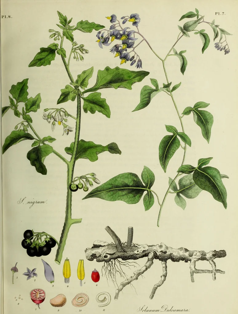 An illustration from Hortus medicus, or figures and descriptions of the more important plants used in medicine, or possessed of poisonous qualities; with their medical properties, chemical analysis, &c. &c. ... The chemical and medical departments by John Davie Morries / by George Graves., 1834, leaf 41