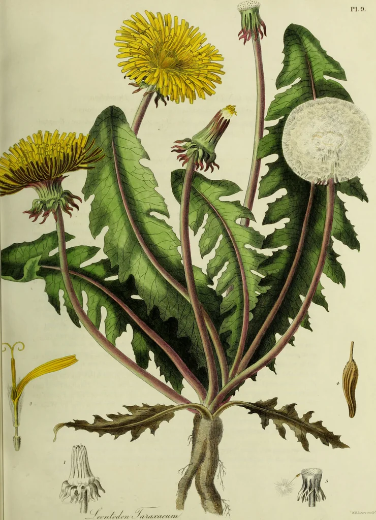 An illustration from Hortus medicus, or figures and descriptions of the more important plants used in medicine, or possessed of poisonous qualities; with their medical properties, chemical analysis, &c. &c. ... The chemical and medical departments by John Davie Morries / by George Graves., 1834, leaf 47