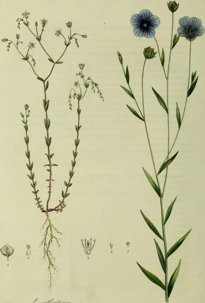 An illustration from Hortus medicus, or figures and descriptions of the more important plants used in medicine, or possessed of poisonous qualities; with their medical properties, chemical analysis, &c. &c. ... The chemical and medical departments by John Davie Morries / by George Graves., 1834, leaf 52