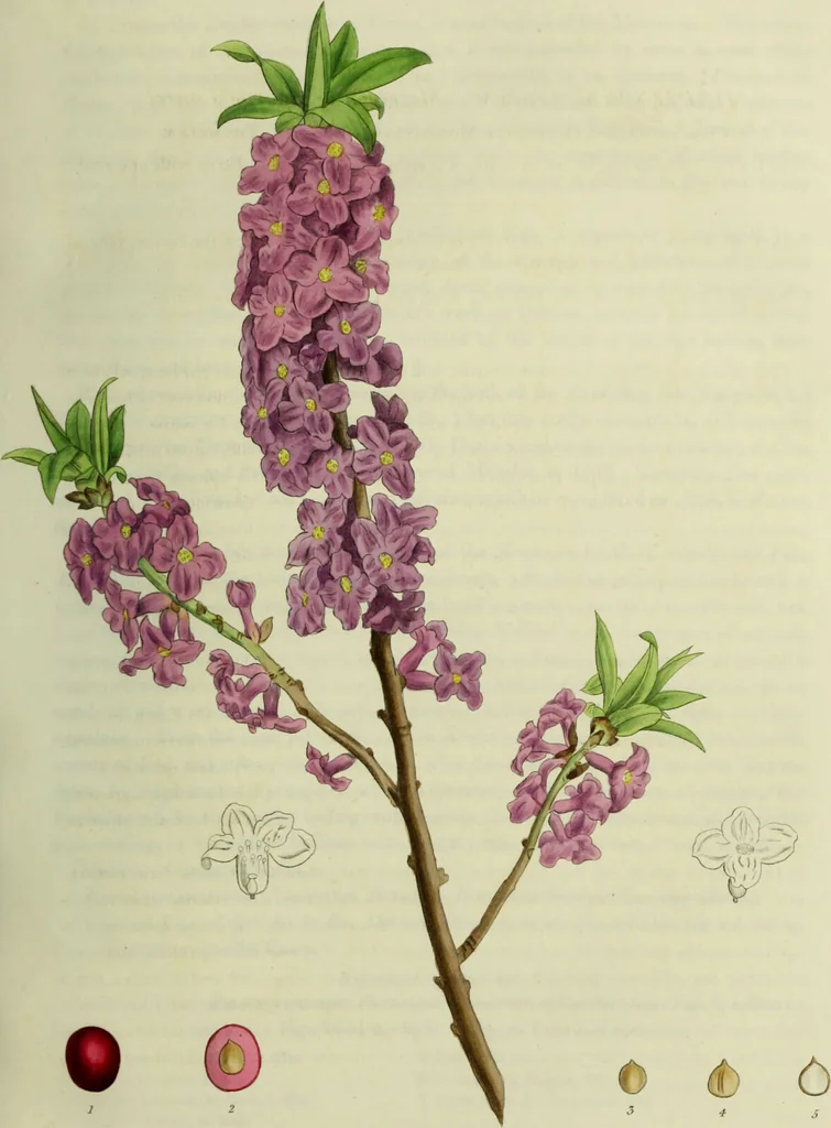 An illustration from Hortus medicus, or figures and descriptions of the more important plants used in medicine, or possessed of poisonous qualities; with their medical properties, chemical analysis, &c. &c. ... The chemical and medical departments by John Davie Morries / by George Graves., 1834, leaf 55