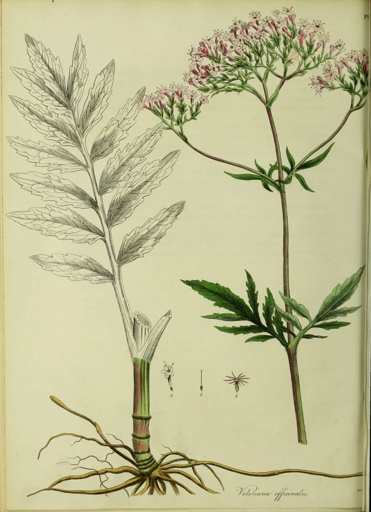 An illustration from Hortus medicus, or figures and descriptions of the more important plants used in medicine, or possessed of poisonous qualities; with their medical properties, chemical analysis, &c. &c. ... The chemical and medical departments by John Davie Morries / by George Graves., 1834, leaf 70