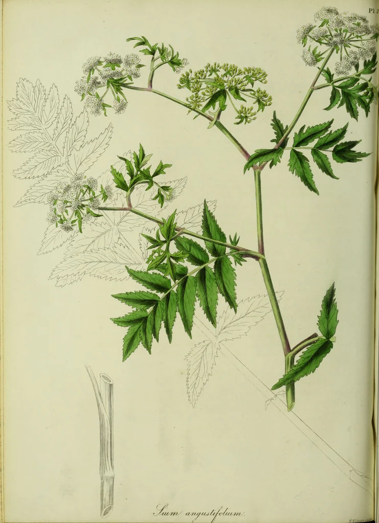 An illustration from Hortus medicus, or figures and descriptions of the more important plants used in medicine, or possessed of poisonous qualities; with their medical properties, chemical analysis, &c. &c. ... The chemical and medical departments by John Davie Morries / by George Graves., 1834, leaf 80