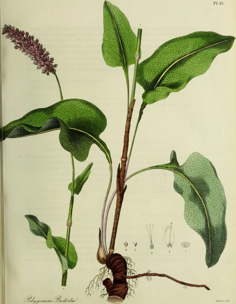 An illustration from Hortus medicus, or figures and descriptions of the more important plants used in medicine, or possessed of poisonous qualities; with their medical properties, chemical analysis, &c. &c. ... The chemical and medical departments by John Davie Morries / by George Graves., 1834, leaf 87