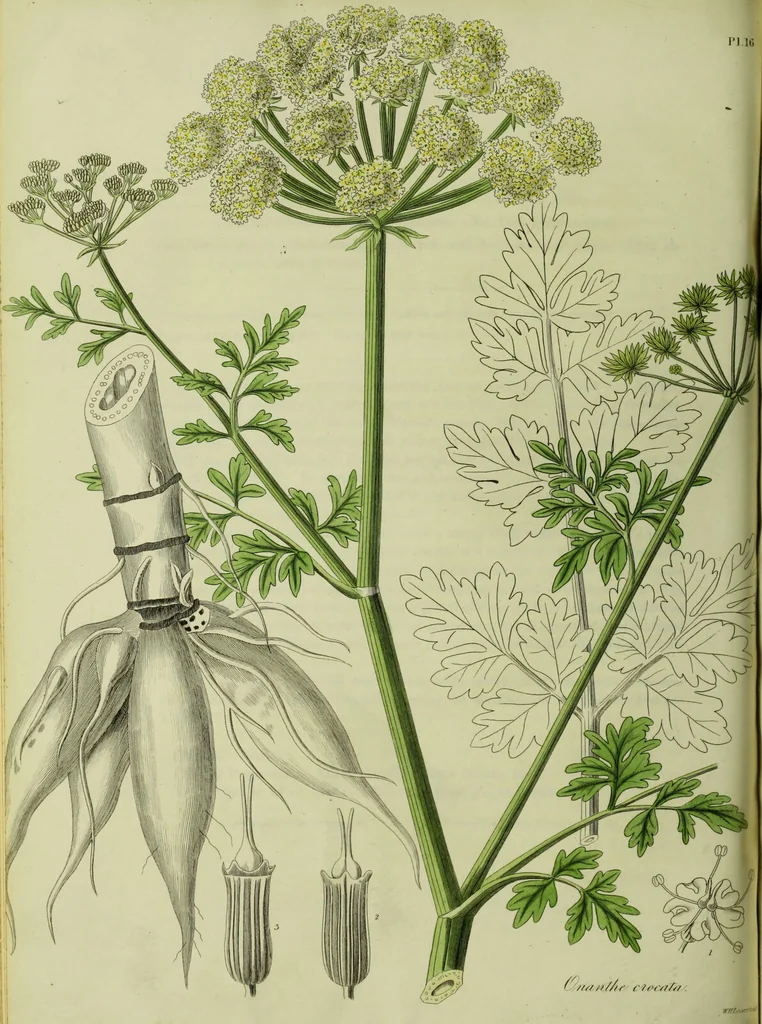 An illustration from Hortus medicus, or figures and descriptions of the more important plants used in medicine, or possessed of poisonous qualities; with their medical properties, chemical analysis, &c. &c. ... The chemical and medical departments by John Davie Morries / by George Graves., 1834, leaf 96