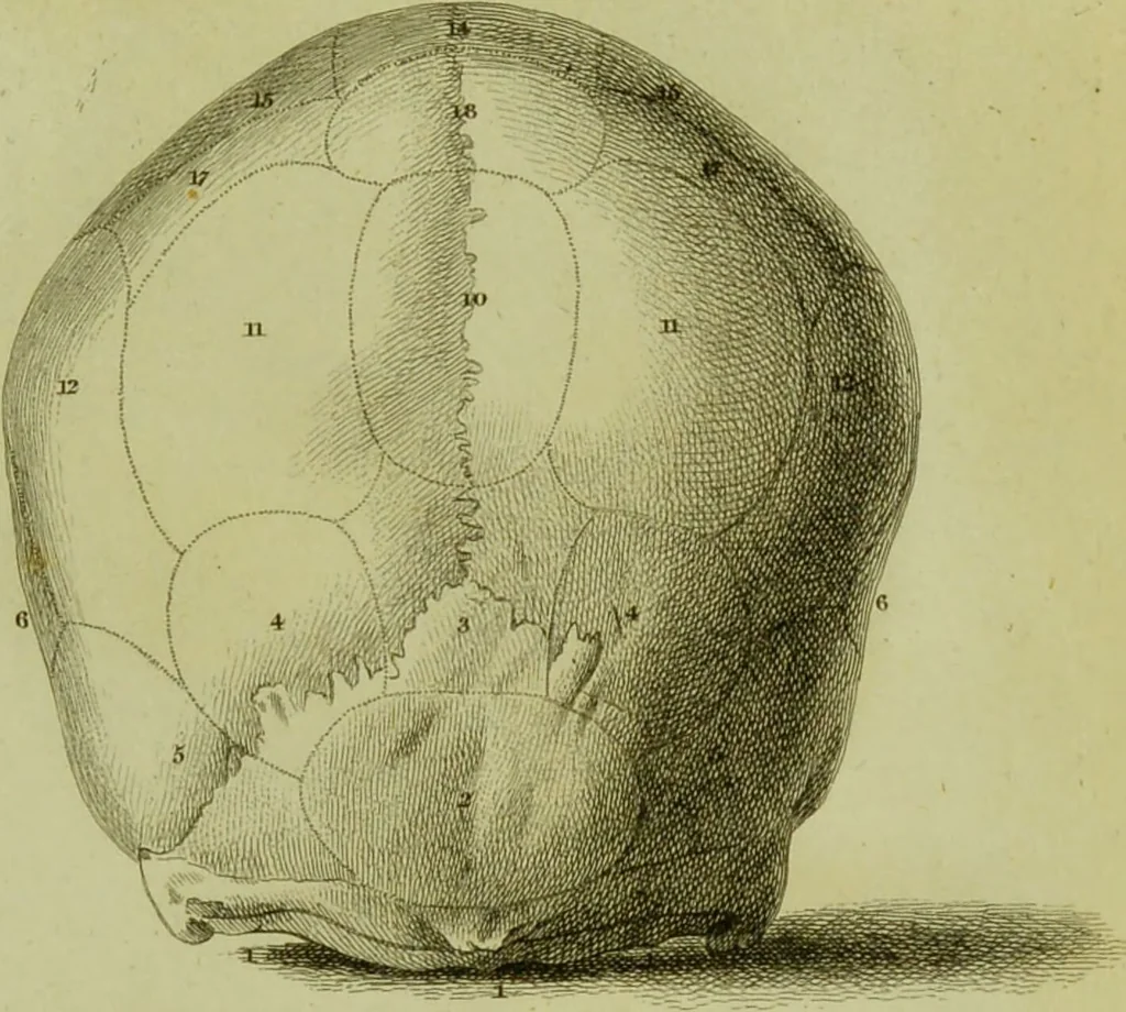 An illustration from Illustrations of phrenology : with engravings / by Sir G. S. Mackenzie., 1820, leaf 297