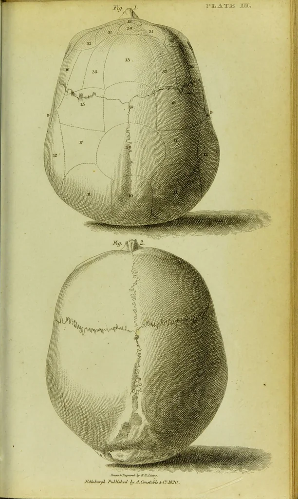 An illustration from Illustrations of phrenology : with engravings / by Sir G. S. Mackenzie., 1820, leaf 299