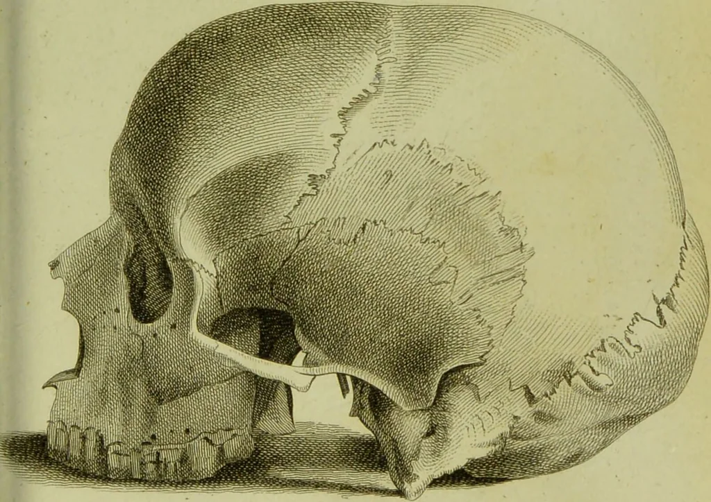 An illustration from Illustrations of phrenology : with engravings / by Sir G. S. Mackenzie., 1820, leaf 303