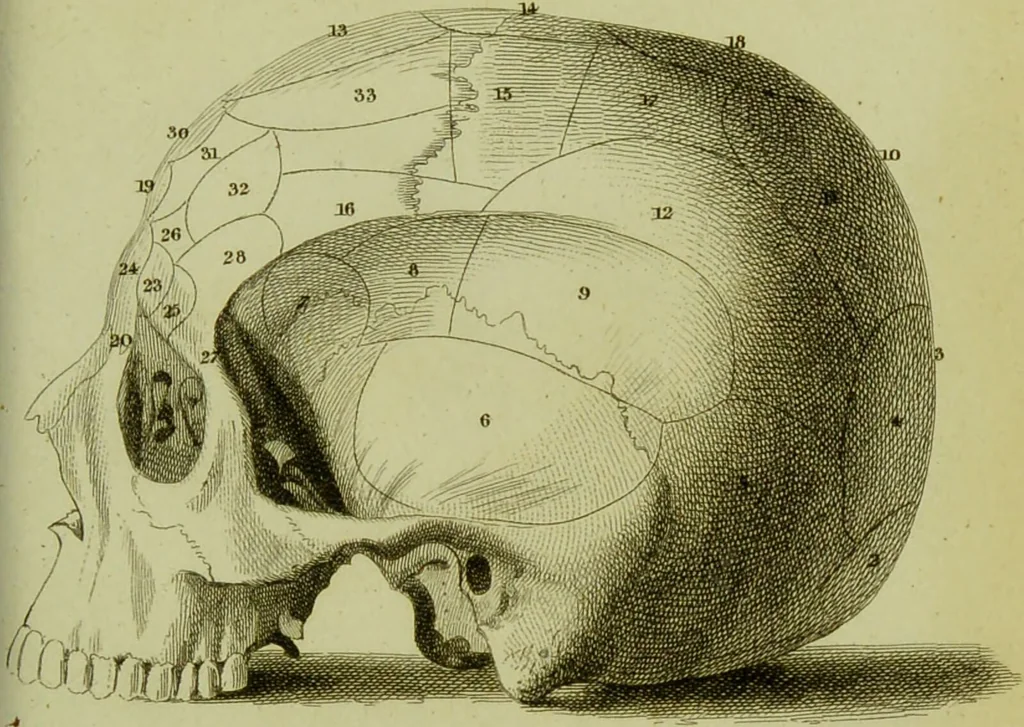 An illustration from Illustrations of phrenology : with engravings / by Sir G. S. Mackenzie., 1820, leaf 303
