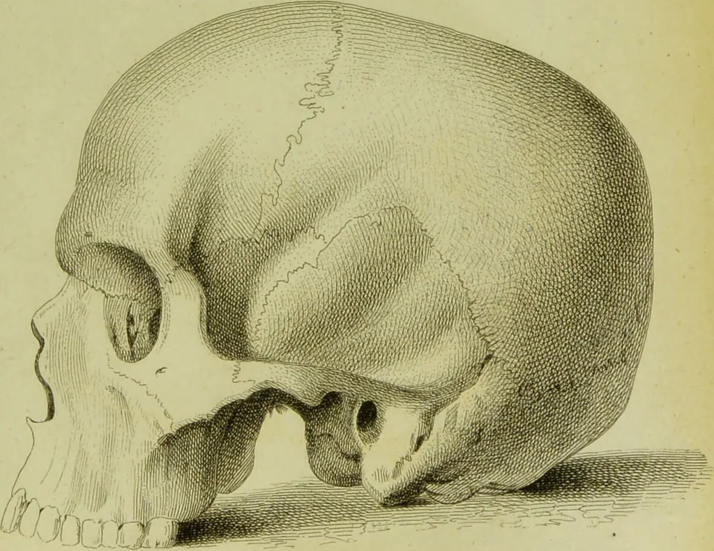 An illustration from Illustrations of phrenology : with engravings / by Sir G. S. Mackenzie., 1820, leaf 307