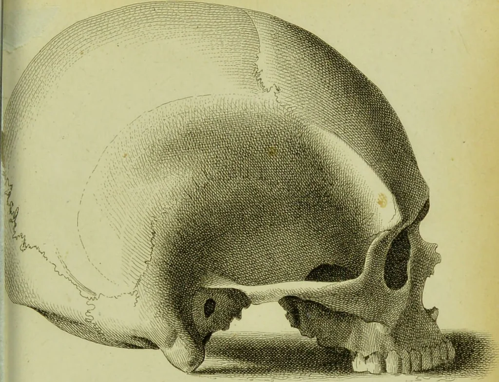 An illustration from Illustrations of phrenology : with engravings / by Sir G. S. Mackenzie., 1820, leaf 309