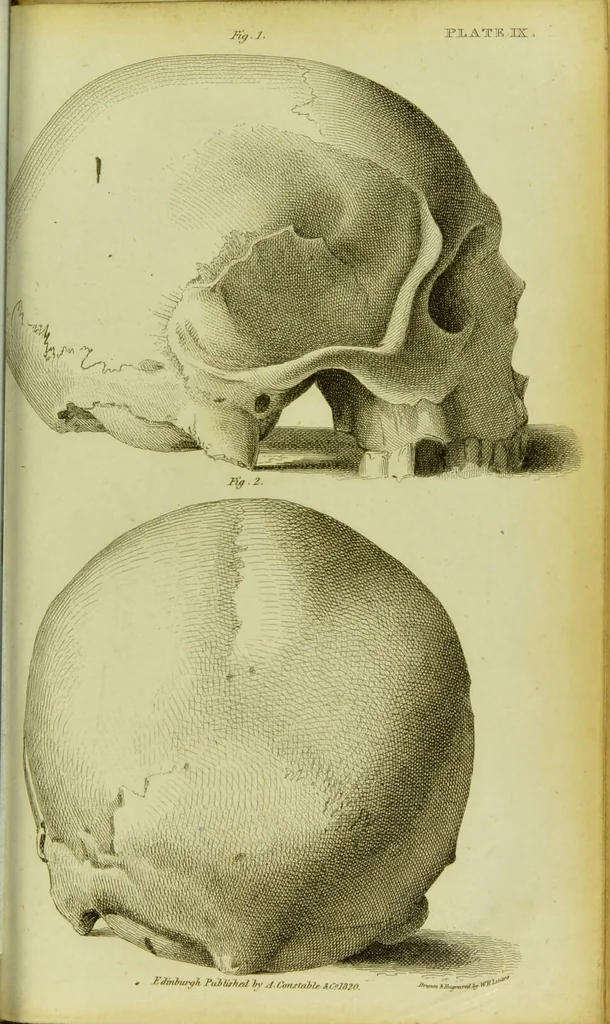 An illustration from Illustrations of phrenology : with engravings / by Sir G. S. Mackenzie., 1820, leaf 311