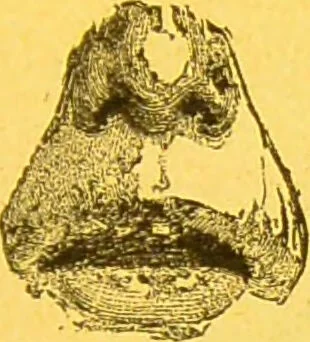 An illustration from La physionomie chez l'homme et chez les animaux, dans ses rapports avec l'expression des émotions et des sentiments / S. Schack., 1887, leaf 135