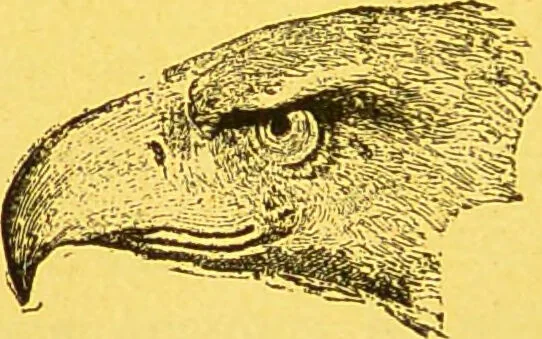An illustration from La physionomie chez l'homme et chez les animaux, dans ses rapports avec l'expression des émotions et des sentiments / S. Schack., 1887, leaf 276