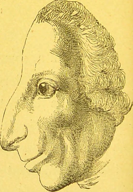 An illustration from La physionomie chez l'homme et chez les animaux, dans ses rapports avec l'expression des émotions et des sentiments / S. Schack., 1887, leaf 300