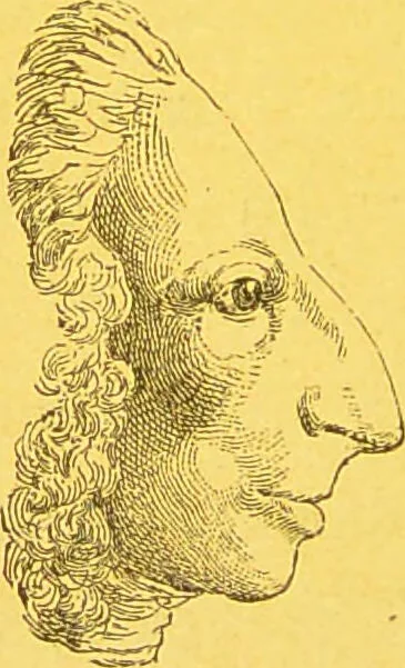 An illustration from La physionomie chez l'homme et chez les animaux, dans ses rapports avec l'expression des émotions et des sentiments / S. Schack., 1887, leaf 302