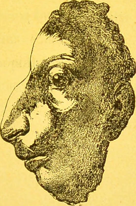 An illustration from La physionomie chez l'homme et chez les animaux, dans ses rapports avec l'expression des émotions et des sentiments / S. Schack., 1887, leaf 305