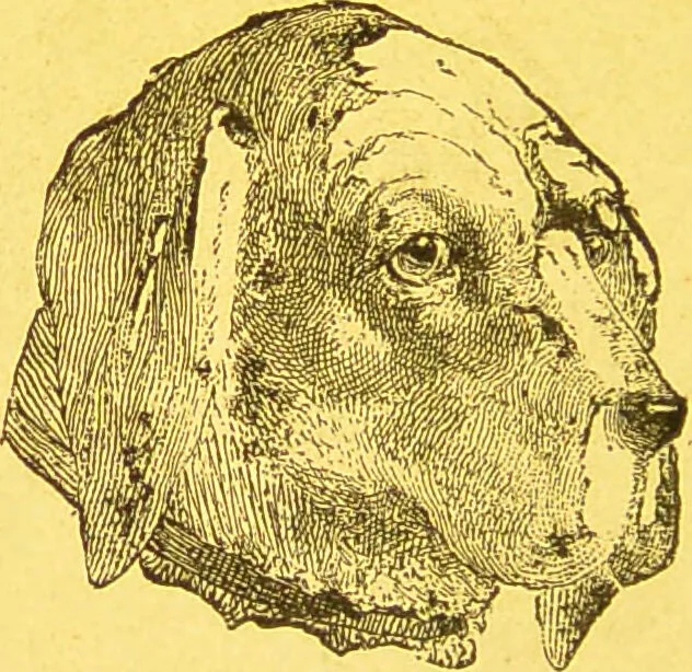 An illustration from La physionomie chez l'homme et chez les animaux, dans ses rapports avec l'expression des émotions et des sentiments / S. Schack., 1887, leaf 316