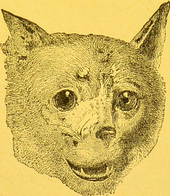 An illustration from La physionomie chez l'homme et chez les animaux, dans ses rapports avec l'expression des émotions et des sentiments / S. Schack., 1887, leaf 327